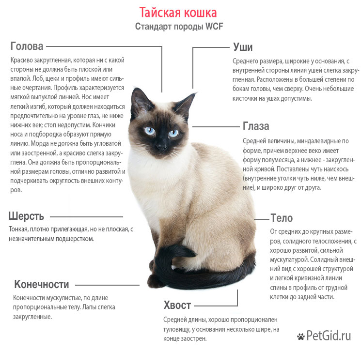 Стандарт породы WCF Тайская кошка