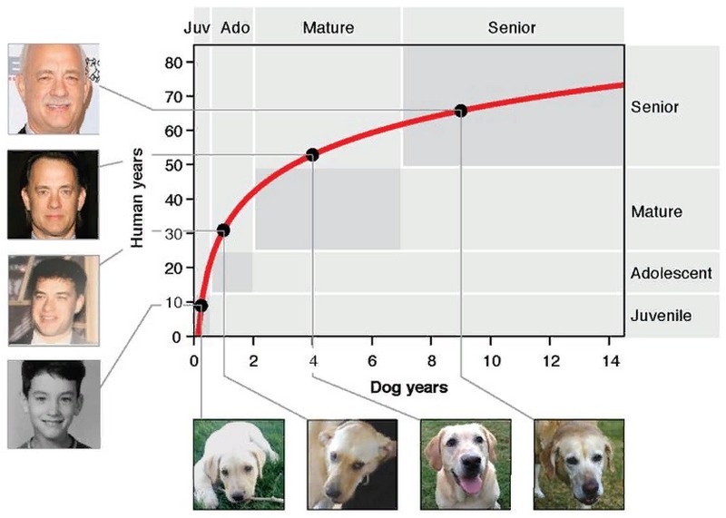 Возраст собаки по человеческим меркам таблица, сколько лет собаке  относительно человека