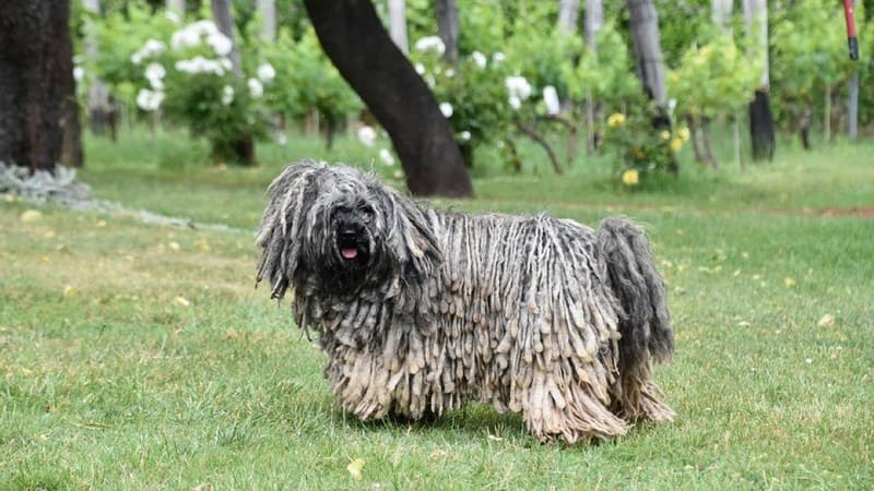 Собаки венгерская сторожевая собака породы командор