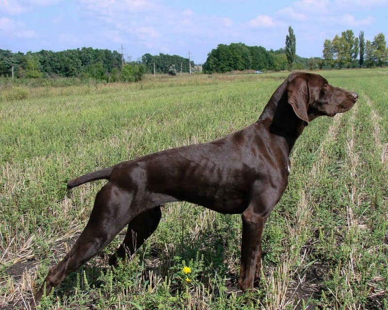 Охотничья порода собак с длинными ушами и короткой шерстью