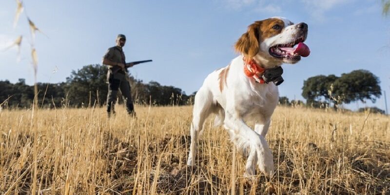 Охотничьи собаки породы с фотографиями и названиями, специализация собак