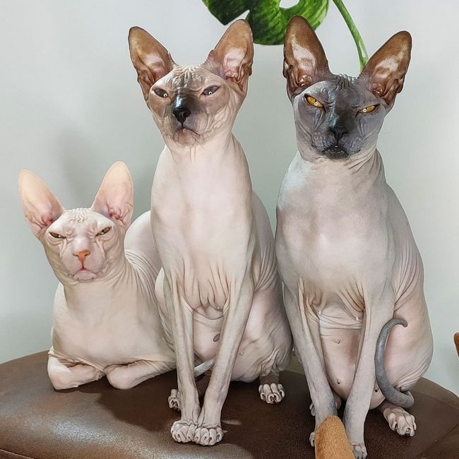 Cфинкс кошка фото, описание породы лысых кошек, отзывы