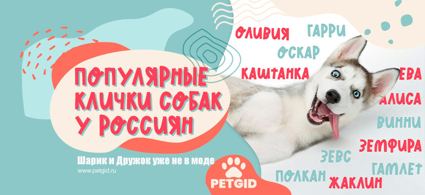 Самые популярные собачьи клички у россиян список ТОП 10