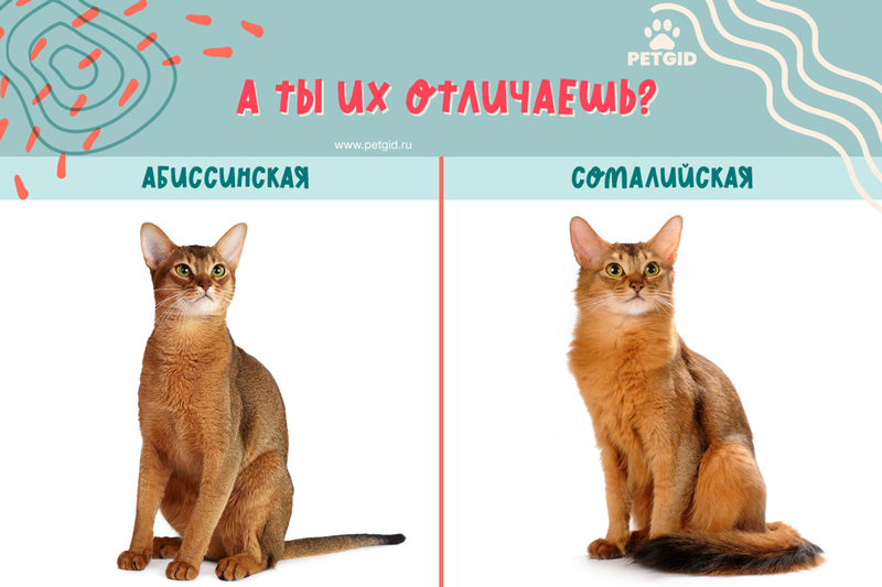 Рассмотрите фотографию кошки породы абиссинская и выполните