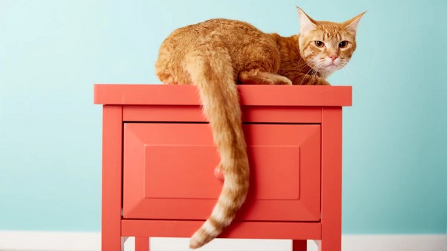 Почему кошки «виляют» хвостом и что это значит