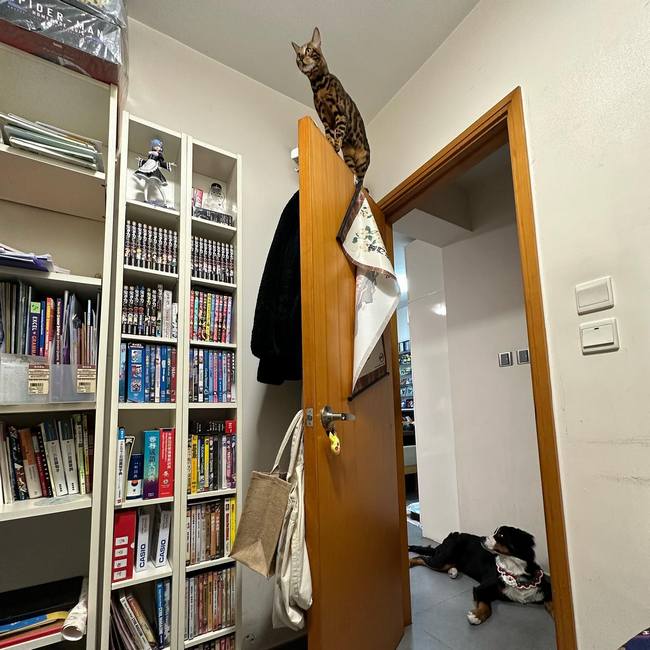 Недостатки бенгальской кошки - любит высоту