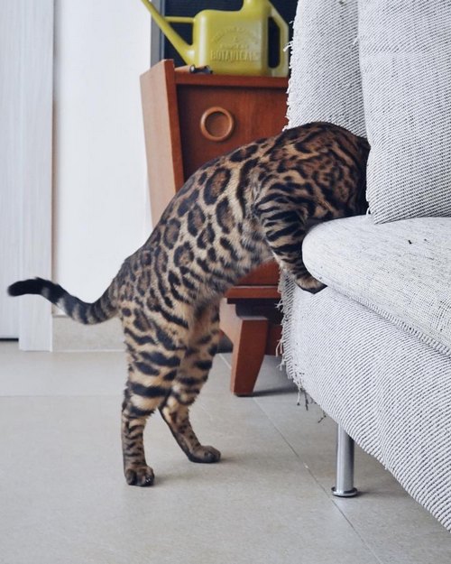 Недостатки бенгальской кошки - чрезмерно любопытны