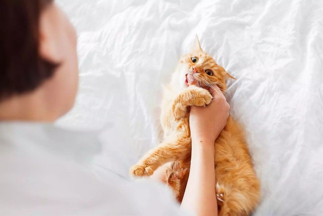 Как кота отучить кусаться и царапаться, как отучить кошку