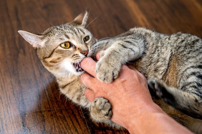 Как кота отучить кусаться и царапаться, как отучить кошку