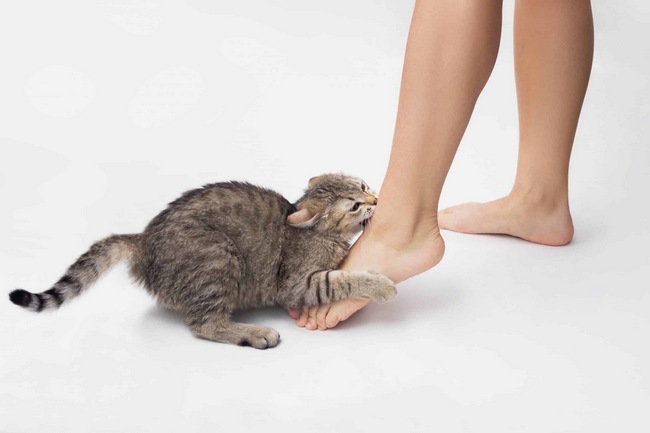 Почему котенок кусает за ноги и как отучить