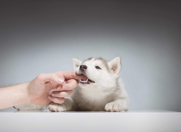 Как отучить щенка хаски кусаться