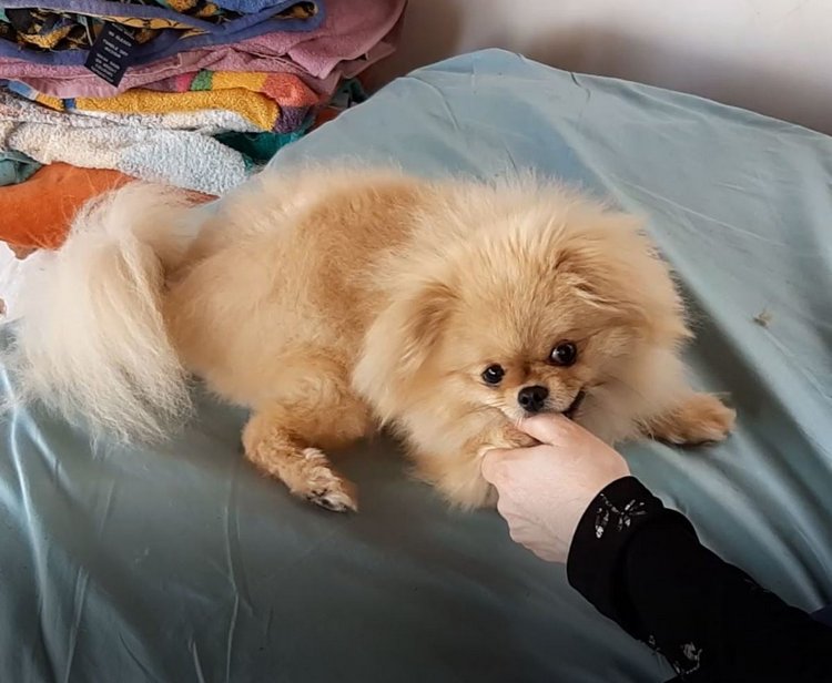 Как отучить щенка шпица кусаться